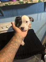 Bandit, a male American Staffordshire Terrier for sale in Chicago Heights, IL – 3 of 10