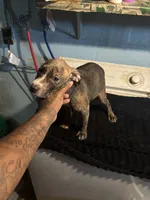 Bandit, a male American Staffordshire Terrier for sale in Chicago Heights, IL – 10 of 10