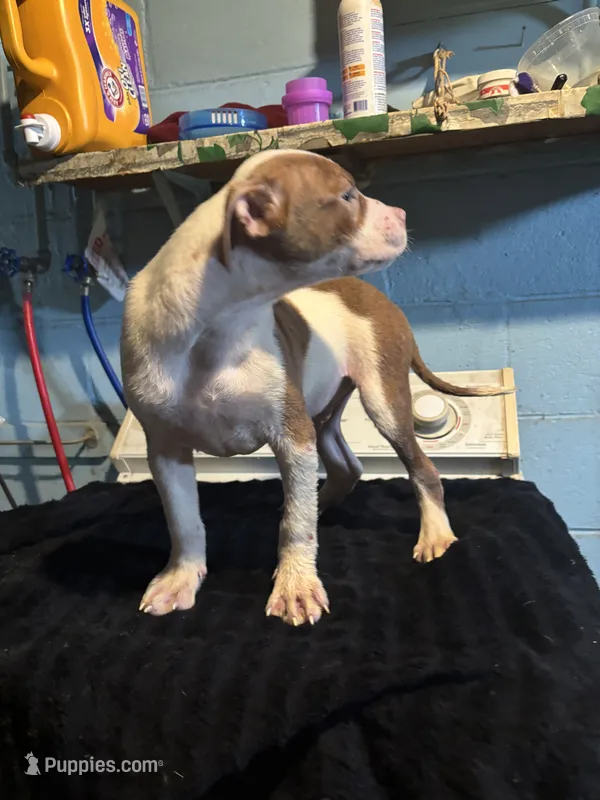 Sarge – American Staffordshire Terrier puppy for sale in Chicago Heights, IL