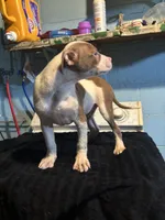 Bandit, a male American Staffordshire Terrier for sale in Chicago Heights, IL – 2 of 10