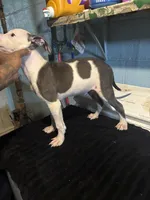 Sarge, a male American Staffordshire Terrier for sale in Chicago Heights, IL – 6 of 6