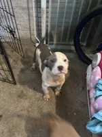 Bandit, a male American Staffordshire Terrier for sale in Chicago Heights, IL – 7 of 10