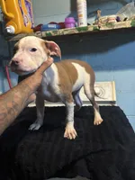 Bandit, a male American Staffordshire Terrier for sale in Chicago Heights, IL – 4 of 10