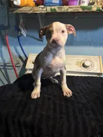 Bandit, a male American Staffordshire Terrier for sale in Chicago Heights, IL – 9 of 10