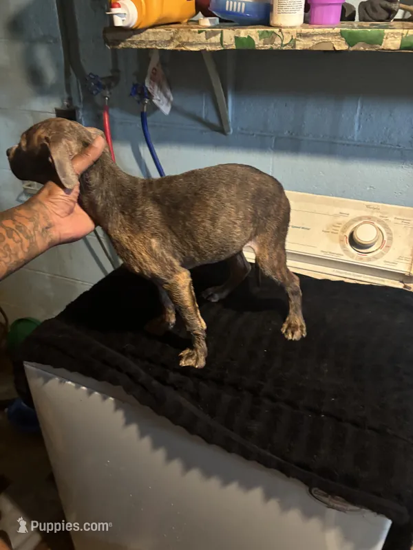 Muffin – American Staffordshire Terrier puppy for sale in Chicago Heights, IL