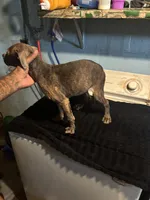 Bandit, a male American Staffordshire Terrier for sale in Chicago Heights, IL – 5 of 10