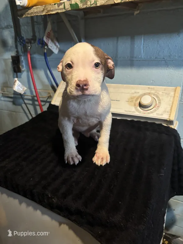 Bandit – American Staffordshire Terrier puppy for sale in Chicago Heights, IL