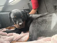 Kane , a male Rottweiler for sale in Sigourney, IA – 2 of 2