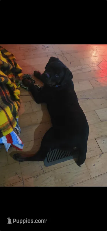 Kane  – Rottweiler puppy for sale in Sigourney, IA