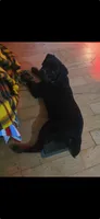 Kane , a male Rottweiler for sale in Sigourney, IA – 1 of 2