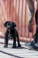 Corso , a male Cane Corso for sale in Phoenix, AZ – 2 of 2