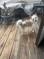 Peanut, a male Cairn Terrier for sale in Salisbury, NC – 2 of 10