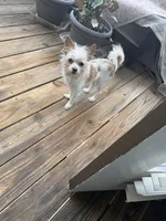 Peanut, a male Cairn Terrier for sale in Salisbury, NC – 3 of 10