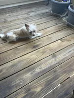 Peanut, a male Cairn Terrier for sale in Salisbury, NC – 6 of 10