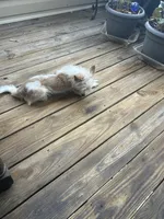 Peanut, a male Cairn Terrier for sale in Salisbury, NC – 4 of 10