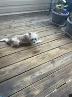Peanut, a male Cairn Terrier for sale in Salisbury, NC – 9 of 10
