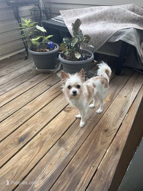 Peanut – Cairn Terrier puppy for sale in Salisbury, NC