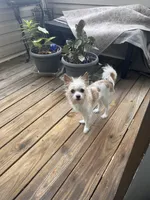 Peanut, a male Cairn Terrier for sale in Salisbury, NC – 1 of 10