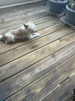 Peanut, a male Cairn Terrier for sale in Salisbury, NC – 7 of 10