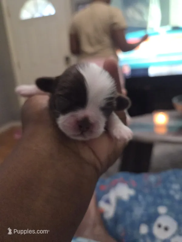 Woody – Shih Tzu puppy for sale in Crestview, FL