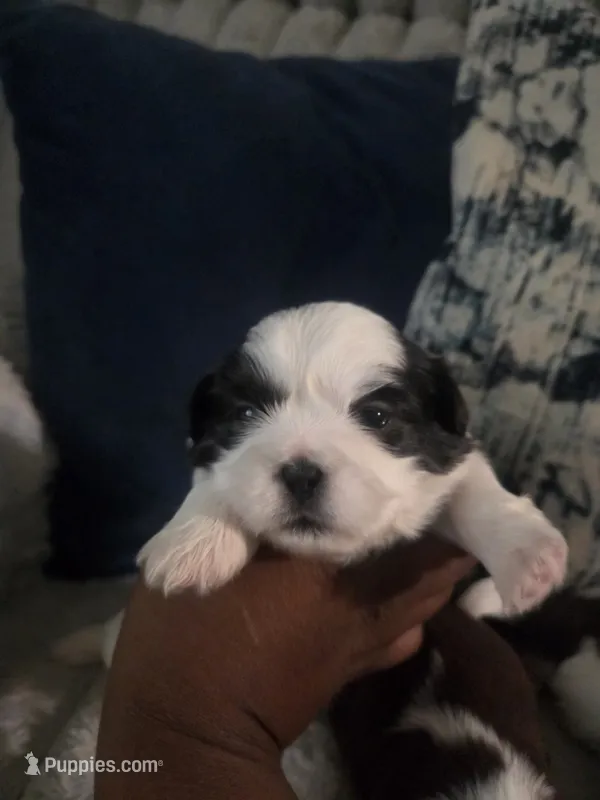 Betsy🐄🌸 – Shih Tzu puppy for sale in Crestview, FL