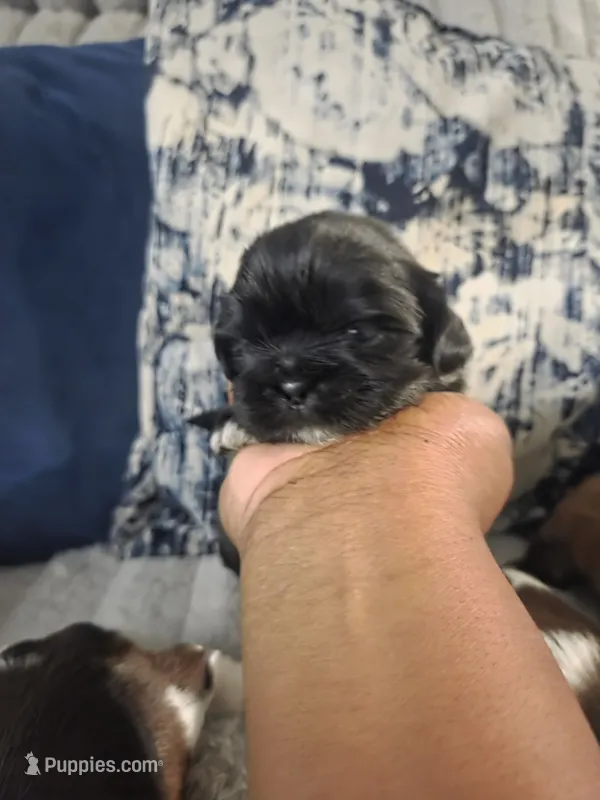 Blackberry 🖤 – Shih Tzu puppy for sale in Crestview, FL