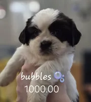 Bubbles , a female Shih Tzu for sale in Crestview, FL – Photo 1 of 3