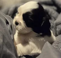 Bubbles , a female Shih Tzu for sale in Crestview, FL – Photo 2 of 3