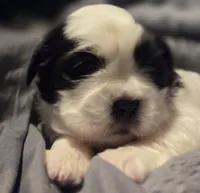 Bubbles , a female Shih Tzu for sale in Crestview, FL – Photo 3 of 3