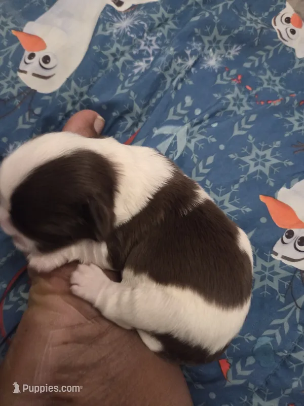 Bo peep🎀 🐑 – Shih Tzu puppy for sale in Crestview, FL