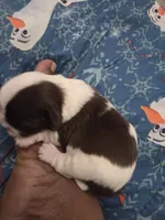 Bo peep🎀 🐑, a female Shih Tzu for sale in Crestview, FL – 1 of 5