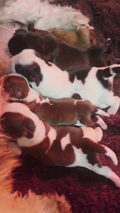 Peanut butter 🥜 , a female Shih Tzu for sale in Crestview, FL – 7 of 7