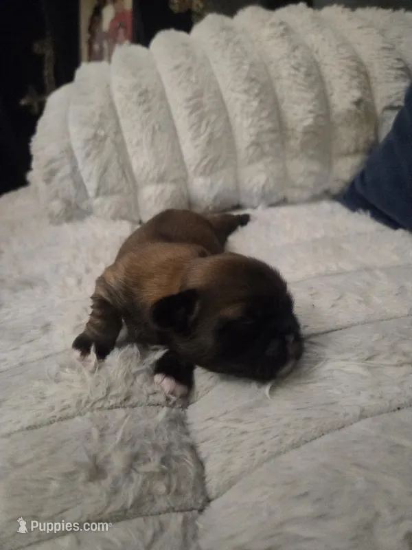 Peanut butter 🥜  – Shih Tzu puppy for sale in Crestview, FL