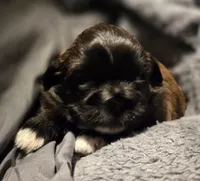 Mojo, a male Shih Tzu for sale in Crestview, FL – Photo 2 of 3