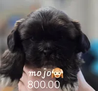 Mojo, a male Shih Tzu for sale in Crestview, FL – Photo 1 of 3