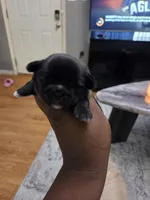 Blackberry 🖤, a female Shih Tzu for sale in Crestview, FL – 5 of 5
