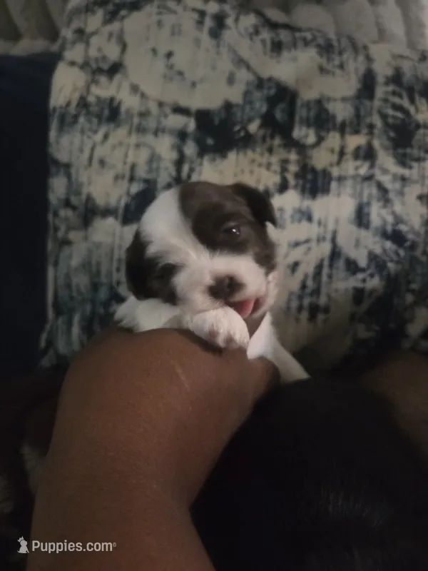 Bo peep🎀 🐑 – Shih Tzu puppy for sale in Crestview, FL