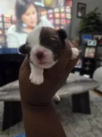 Bo peep🎀 🐑, a female Shih Tzu for sale in Crestview, FL – 4 of 5