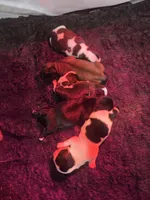 Peanut butter 🥜 , a female Shih Tzu for sale in Crestview, FL – 6 of 7