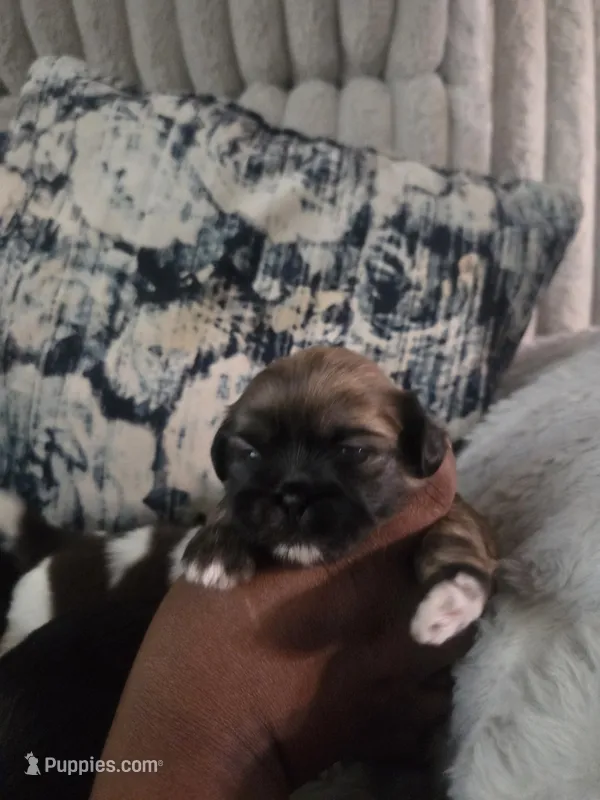 Peanut butter 🥜  – Shih Tzu puppy for sale in Crestview, FL