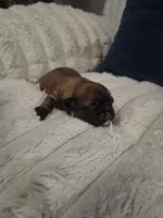 Peanut butter 🥜 , a female Shih Tzu for sale in Crestview, FL – 4 of 7