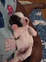 Bo peep🎀 🐑, a female Shih Tzu for sale in Crestview, FL – 3 of 5