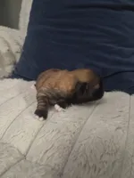 Peanut butter 🥜 , a female Shih Tzu for sale in Crestview, FL – 5 of 7