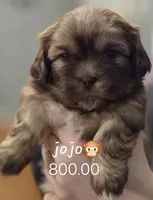 Jojo , a female Shih Tzu for sale in Crestview, FL – Photo 1 of 4