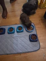 Jojo , a female Shih Tzu for sale in Crestview, FL – Photo 4 of 4