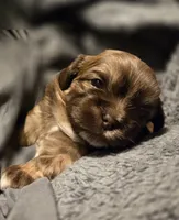 Jojo , a female Shih Tzu for sale in Crestview, FL – Photo 2 of 4