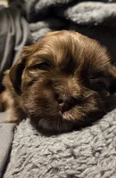 Jojo , a female Shih Tzu for sale in Crestview, FL – Photo 3 of 4