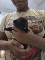 Blackberry 🖤, a female Shih Tzu for sale in Crestview, FL – 2 of 5