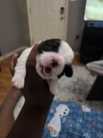 Betsy🐄🌸, a female Shih Tzu for sale in Crestview, FL – 3 of 4