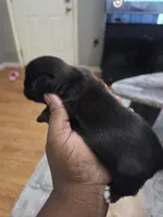 Blackberry 🖤, a female Shih Tzu for sale in Crestview, FL – 4 of 5